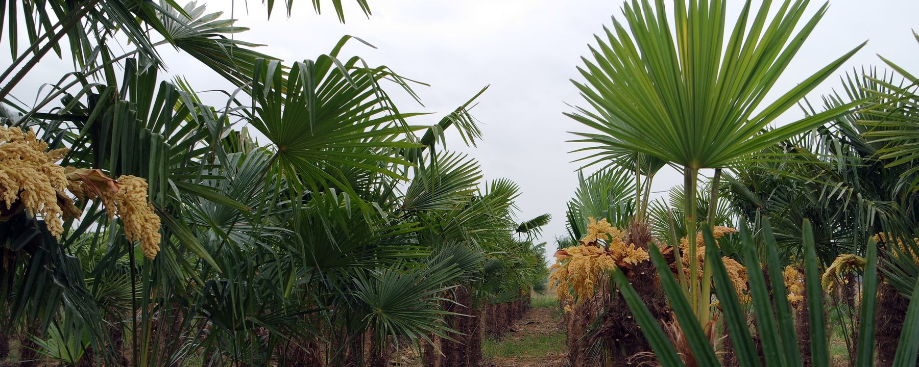 Winterharte Palmen Fur Den Garten Palmen Verkauf